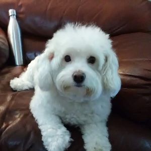 Meet your Posher, Albert